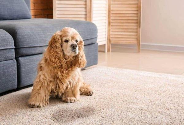 Truques para o cachorro não urinar dentro de casa