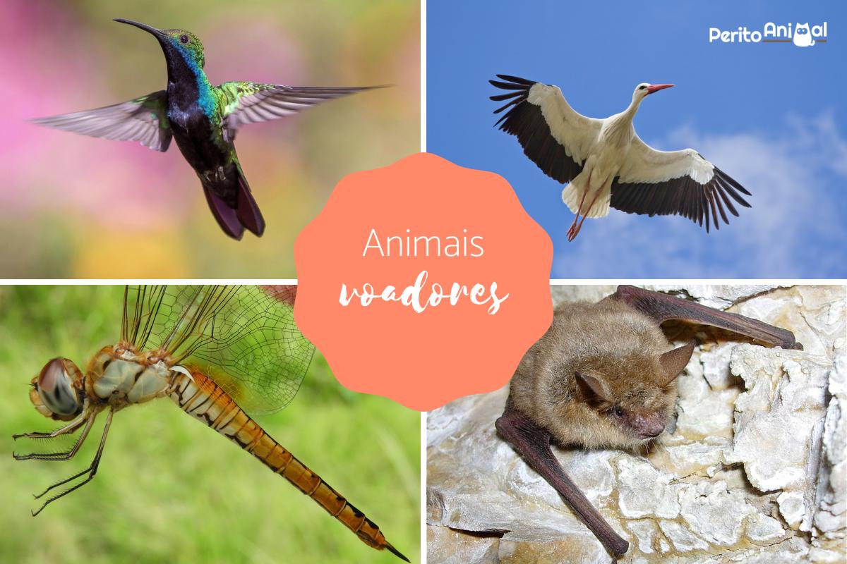 Animais que voam: características e curiosidades
