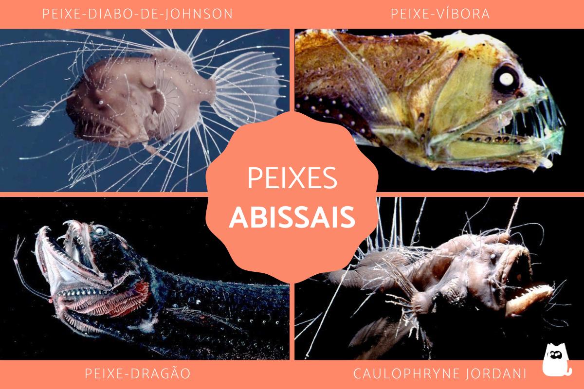 Peixes abissais – Características, nomes e fotos