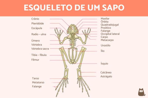 Os sapos têm ossos? - Como é o esqueleto de um sapo?