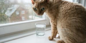 Como fazer soro caseiro para gato