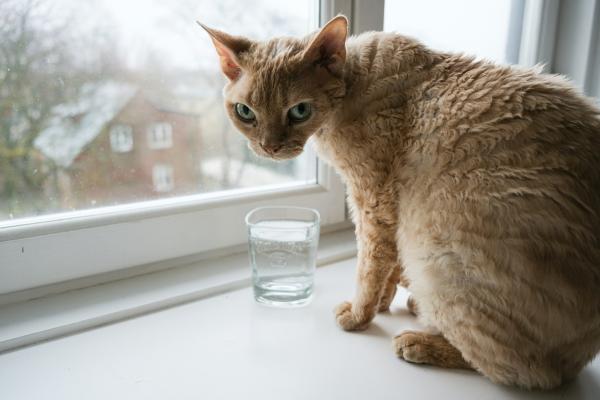 Como fazer soro caseiro para gato