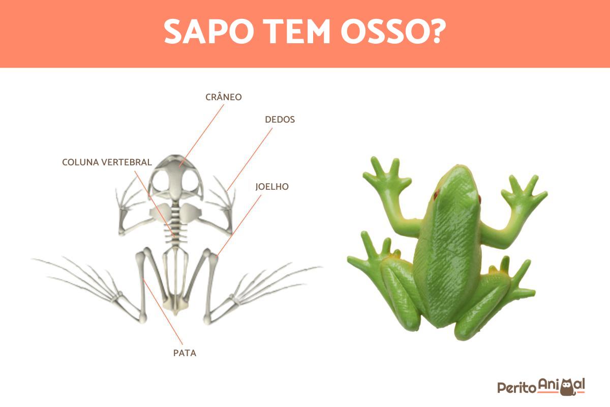 Os sapos têm ossos?