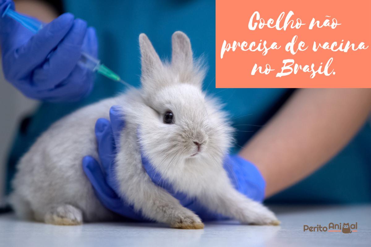 Vacinas para coelhos