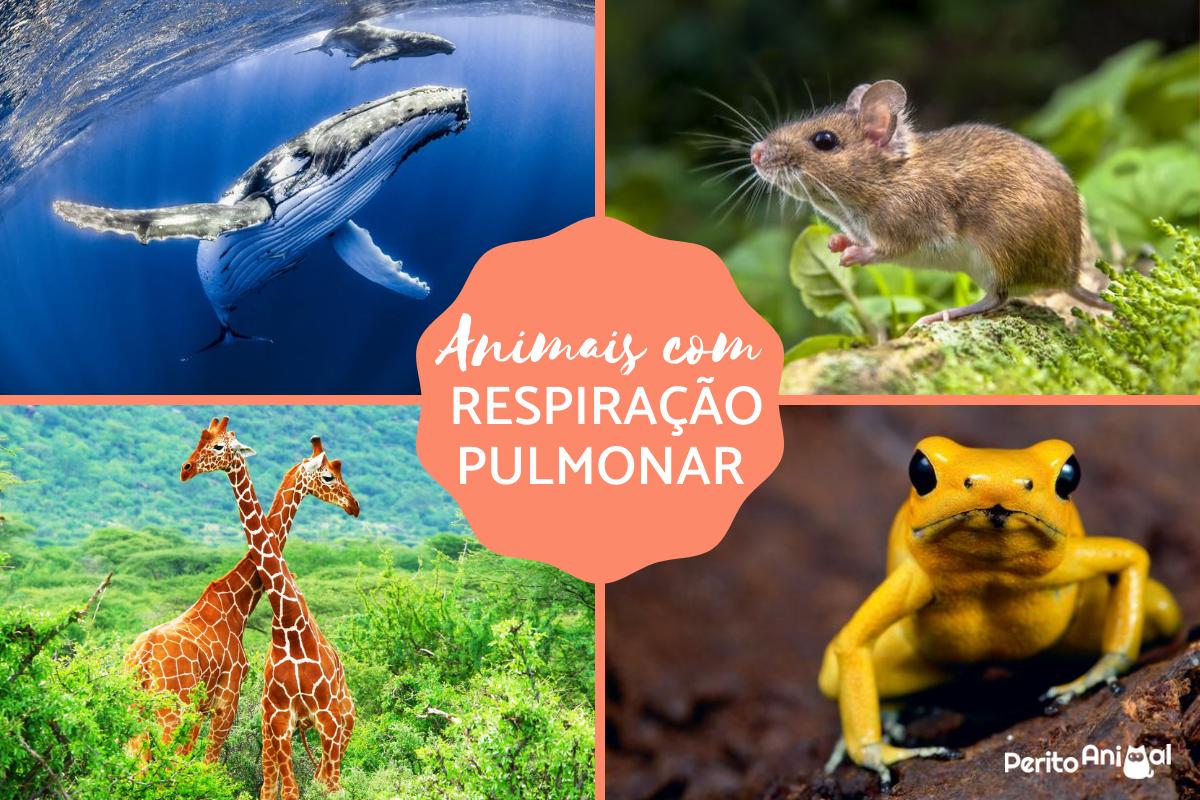 Animais com respiração pulmonar