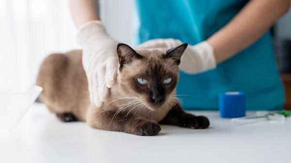O que pode acontecer se um gato não vomitar uma bola de pelo? - O que fazer para ajudar o gato a expelir bola de pelo?