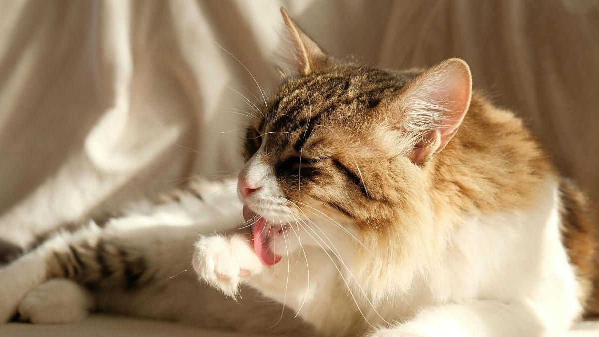 O que pode acontecer se um gato não vomitar uma bola de pelo?