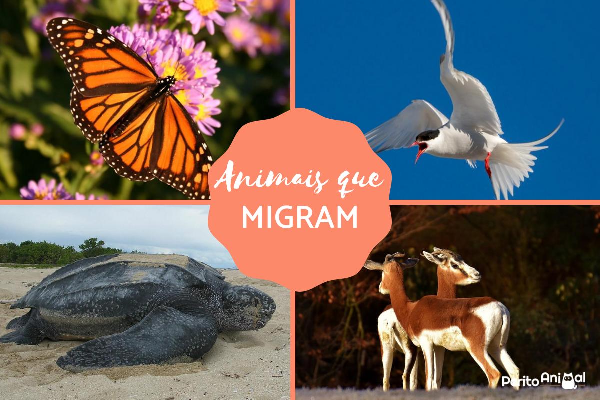 Animais que migram - Motivos e exemplos
