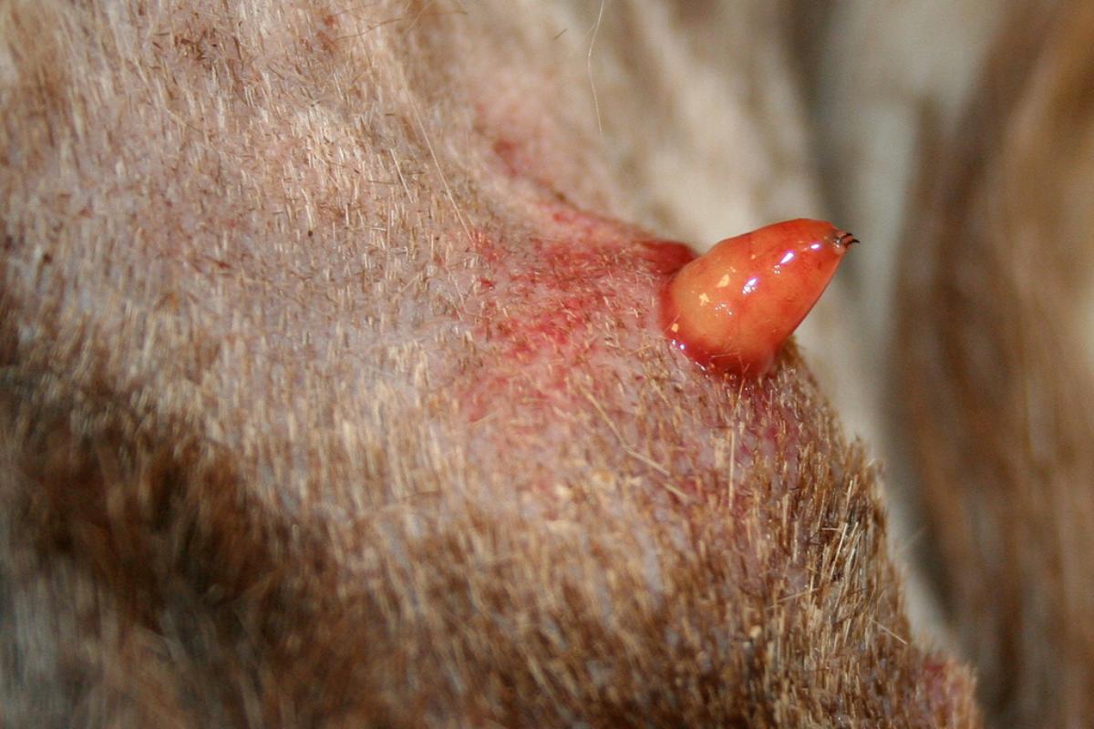 Bicheira em gatos - Como evitar e tratamento