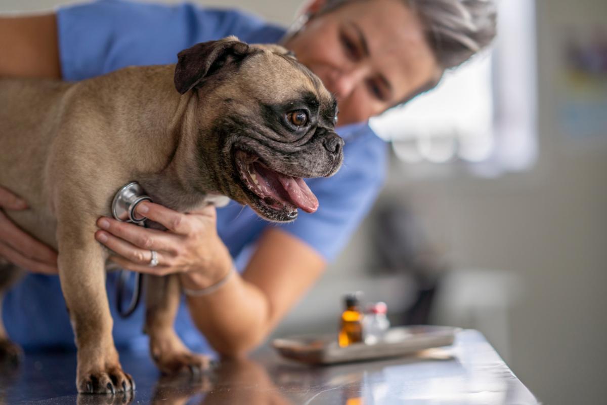 Cachorro com respiração ofegante em repouso - Causas e tratamentos