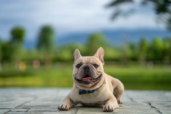 Cachorro com respiração ofegante em repouso - Causas e tratamentos - Predisposição genética
