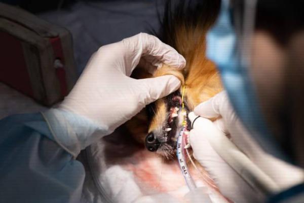 Cachorro com respiração ofegante em repouso - Causas e tratamentos - Problemas no tórax