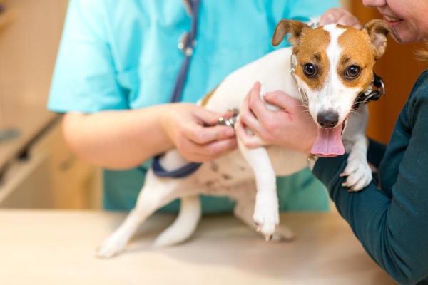 Cachorro com respiração ofegante em repouso - Causas e tratamentos - Problemas pulmonares