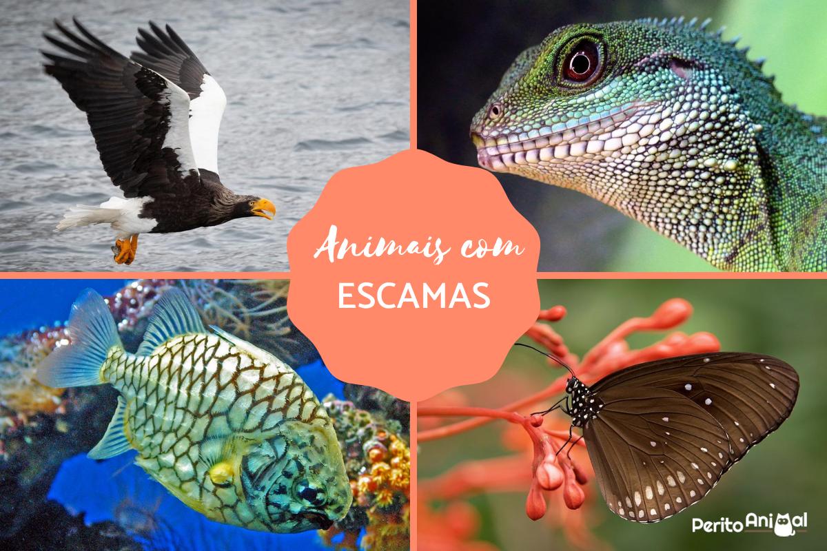 Animais com escamas - Nomes, fotos e curiosidades