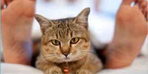 Por que os gatos gostam de dormir nos pés? - 5 motivos!