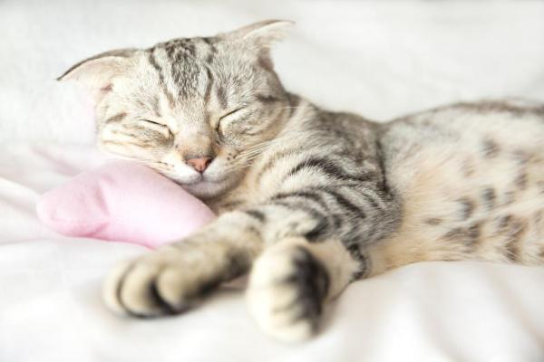 Por que os gatos gostam de dormir nos pés? - 5 motivos! - Razão nº 5: Os gatos são muito territoriais