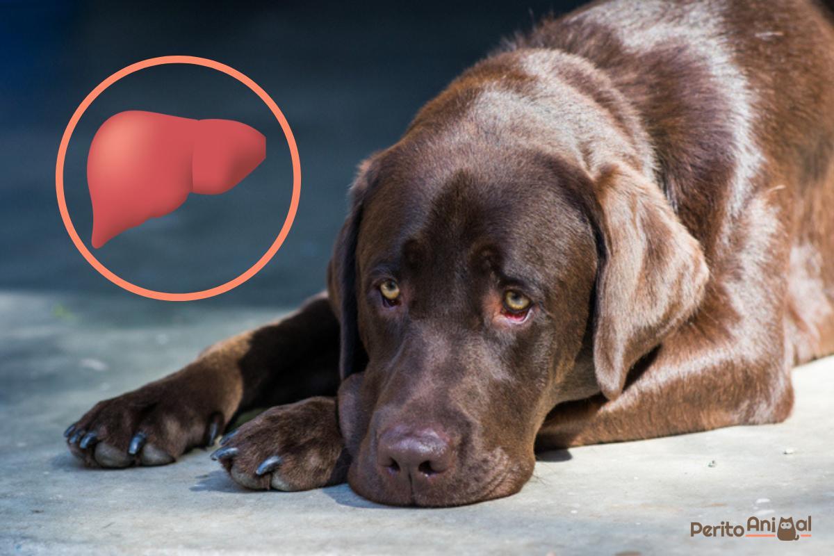 Cachorro com problema no fígado - Causas e sintomas