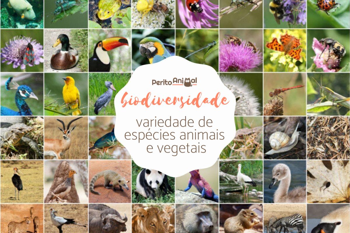 Biodiversidade - Significado, tipos e características