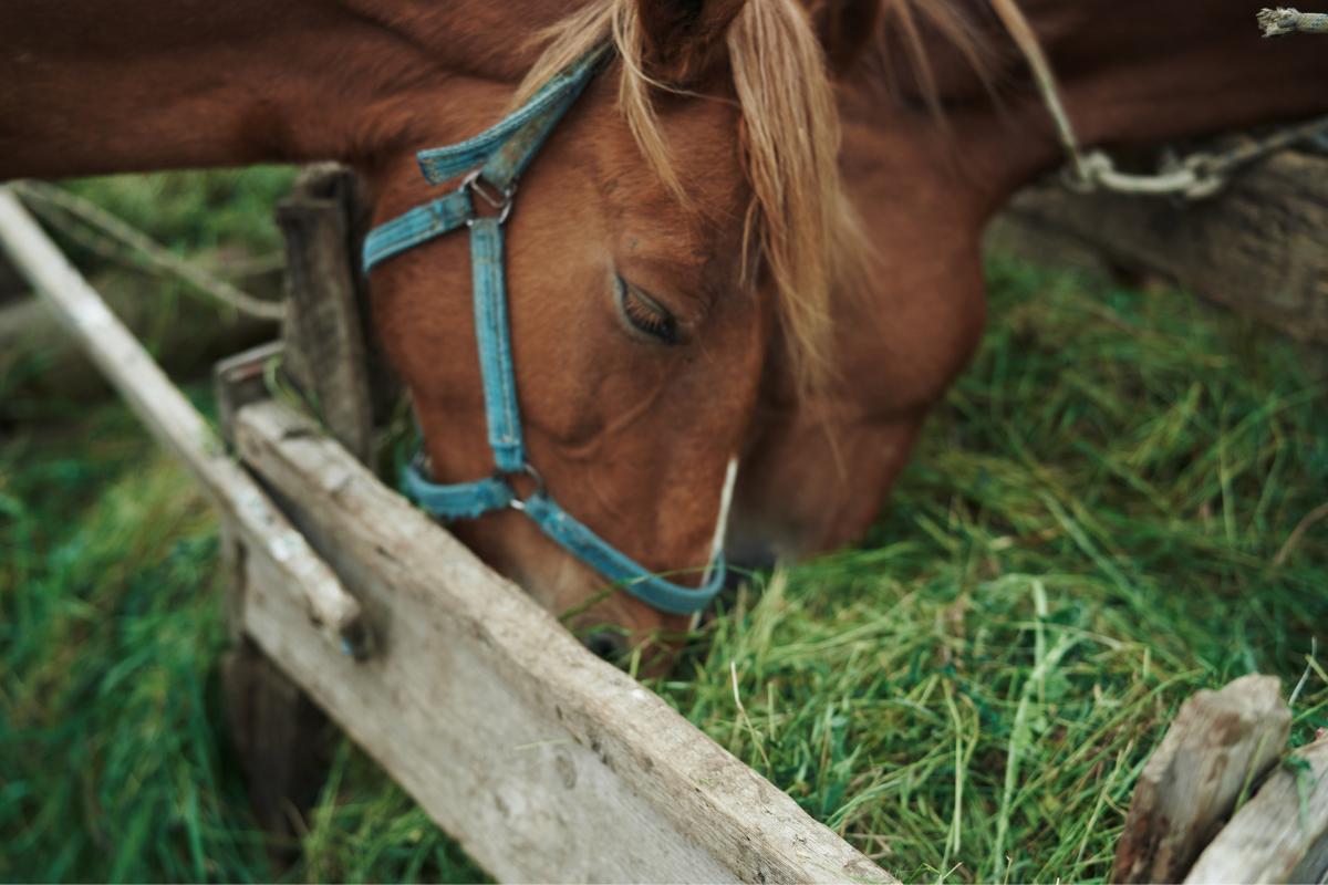 Plantas tóxicas para cavalos