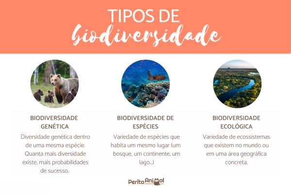 Biodiversidade - Significado, tipos e características - Tipos de biodiversidade