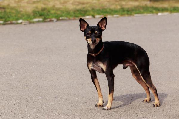 Raças de cães que começam com a letra M - 1. Manchester terrier