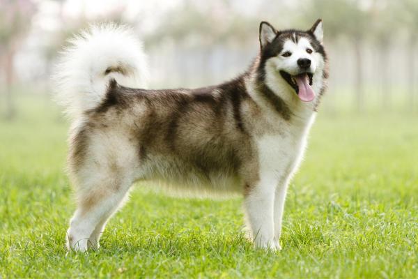 Raças de cães que começam com a letra M - 2. Malamute-do-alasca