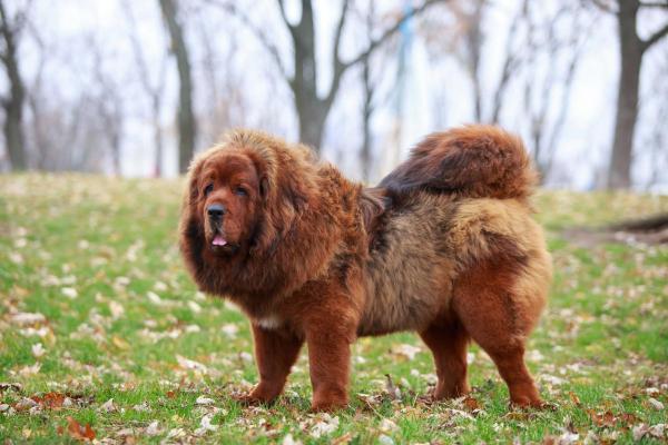 Raças de cães que começam com a letra M - 3. Mastim tibetano