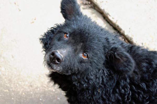 Raças de cães que começam com a letra M - 4. Mudi
