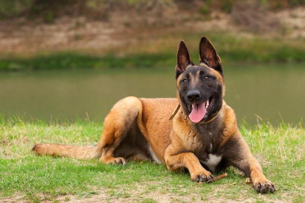 Raças de cães que começam com a letra M - 5. Malinois