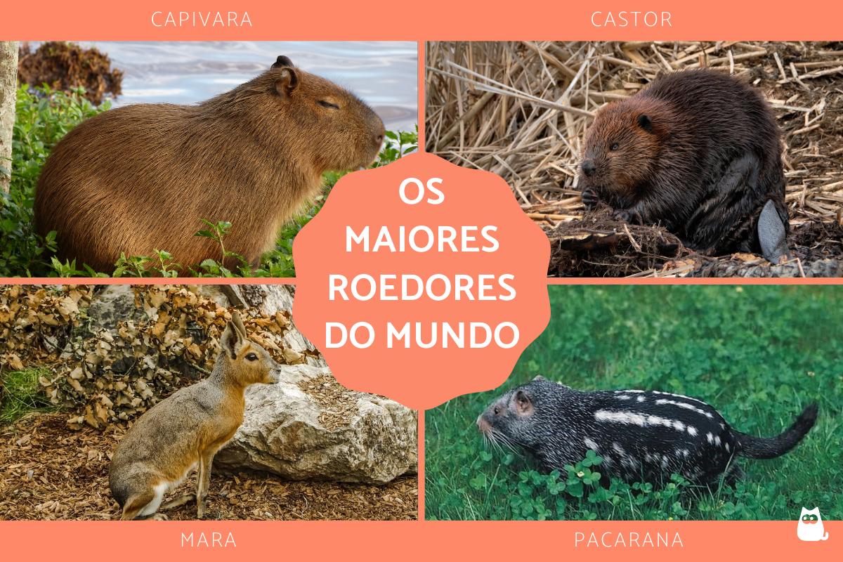 Os maiores roedores do mundo