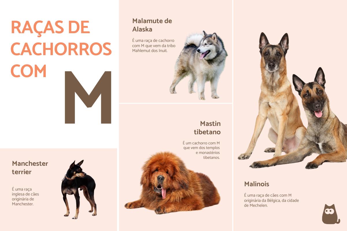 Raças de cães que começam com a letra M