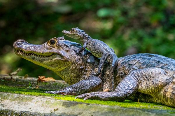 O que os jacarés comem? - O que os filhotes de jacaré comem?