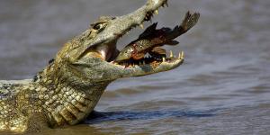 O que os jacarés comem?