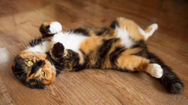 Como os gatos pedem carinho? - 4. Mostrar a barriga