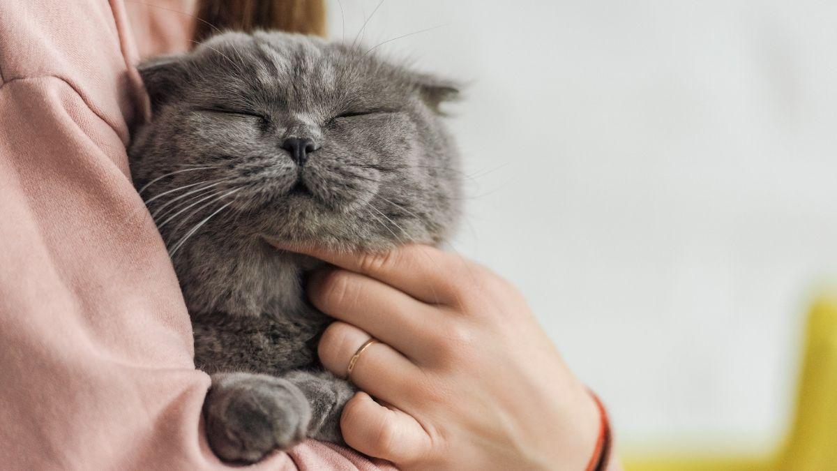 Como os gatos pedem carinho?