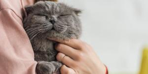 Como os gatos pedem carinho?