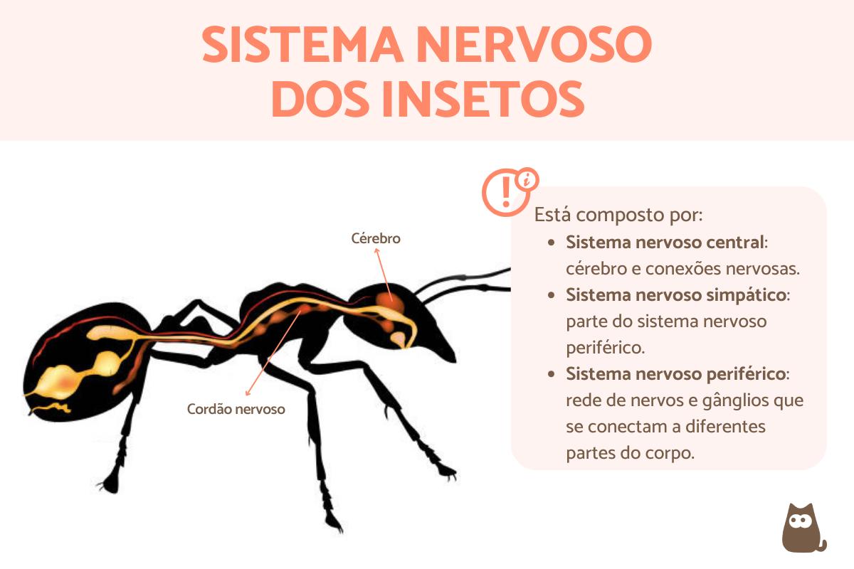 Sistema nervoso dos insetos
