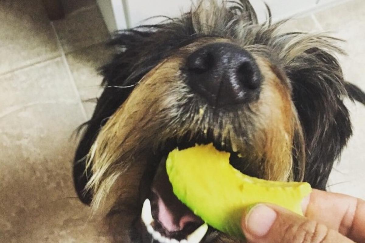 Cachorro pode comer abacate?