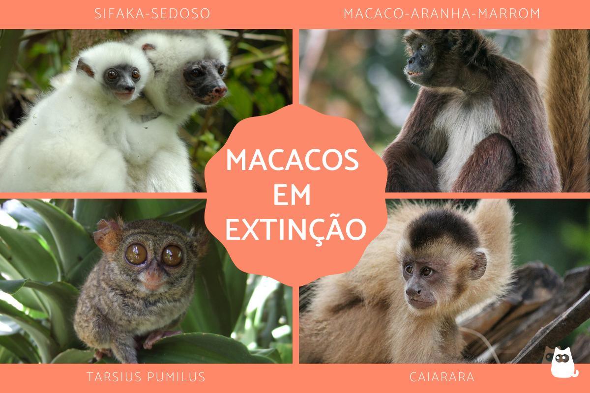 Macacos com maior risco de extinção
