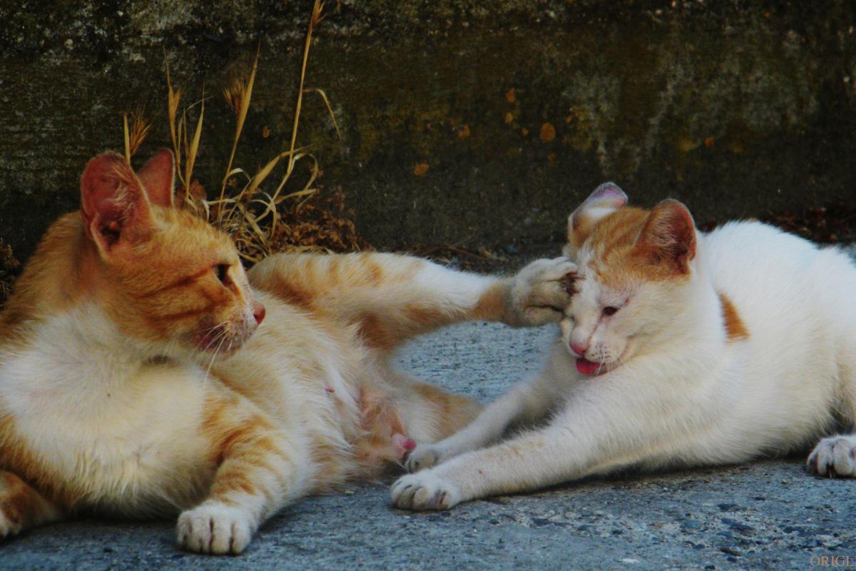 Meus gatos começaram a se estranhar - Por que e o que fazer?