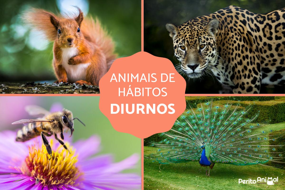 Animais de hábitos diurnos