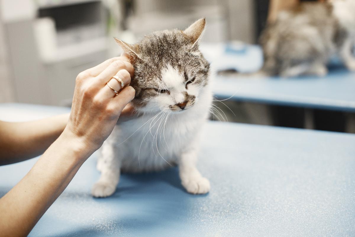 Como limpar ouvido de gato com otite