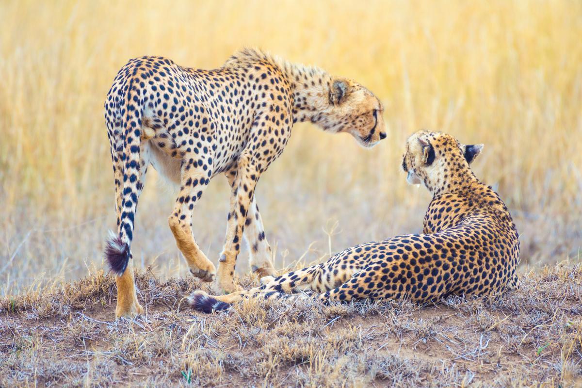 Como o guepardo se reproduz?