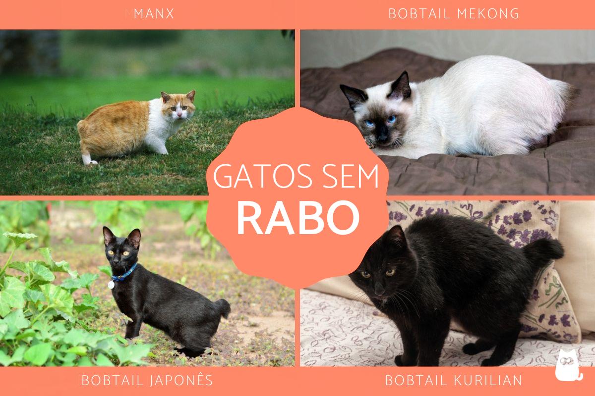 Raças de gatos sem rabo