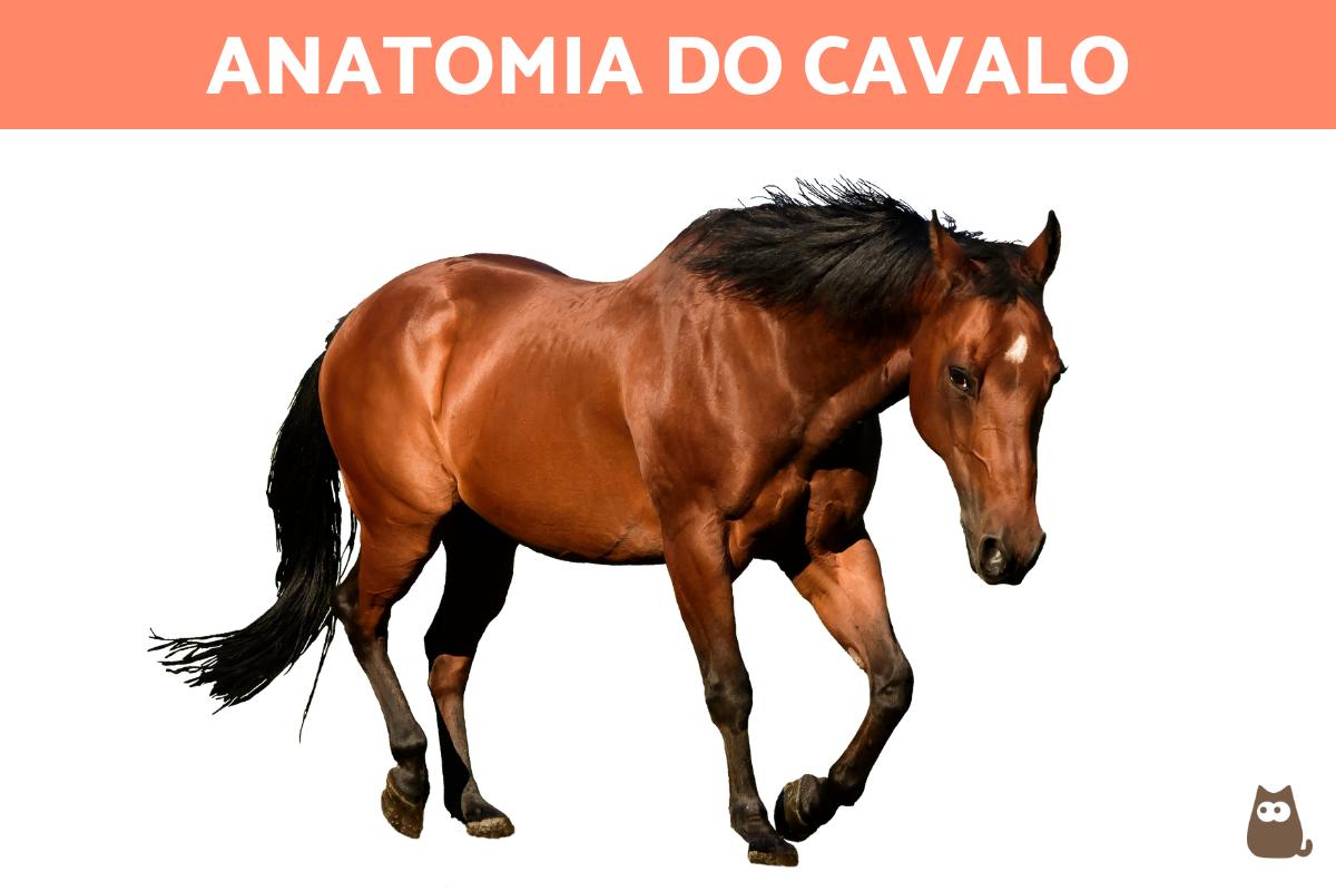 Anatomia do cavalo