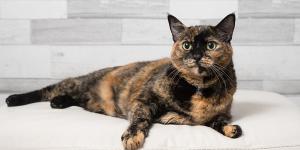 O que é um gato escaminha?