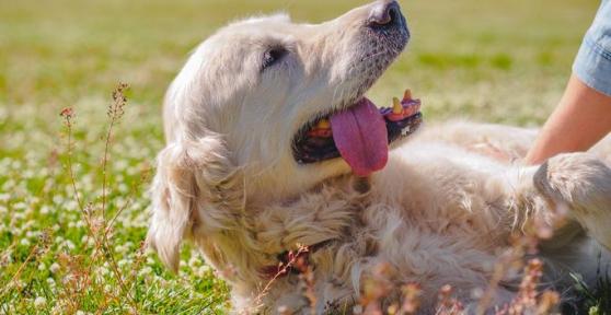 Vantagens de ter um golden retriever