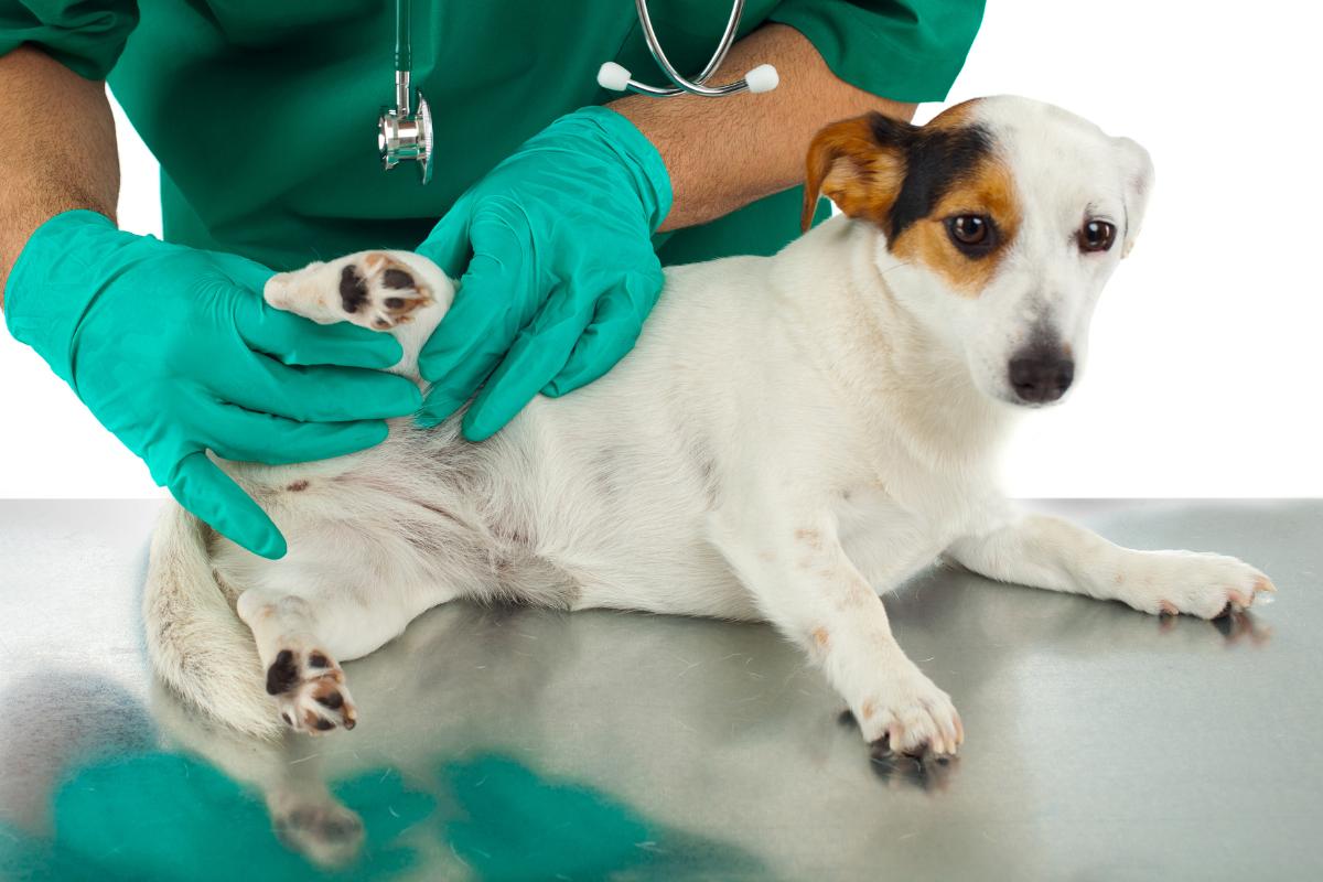 Criptorquidismo em cães - Causas e tratamento