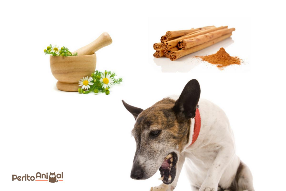 Remédio caseiro para cachorro vomitando amarelo