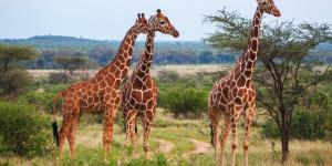 Por que a girafa tem um pescoço tão comprido?